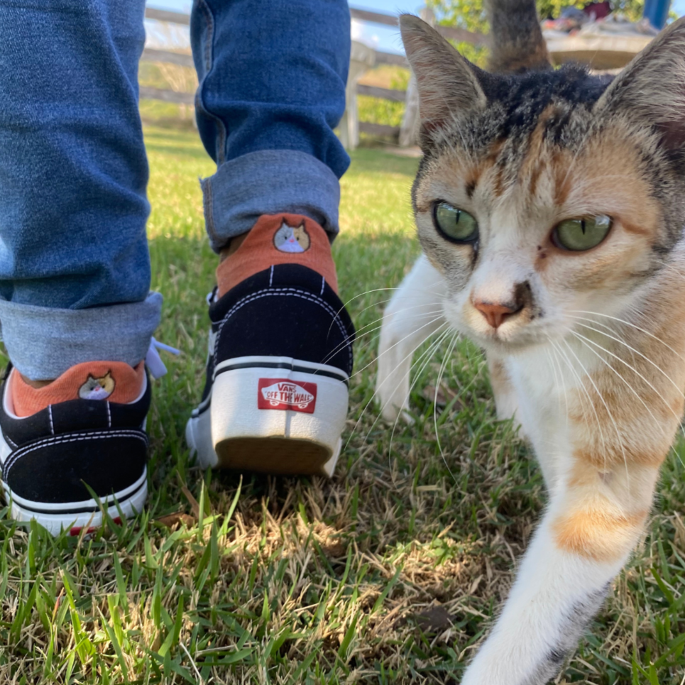 Meias divertidas Smiles Gatos- 10 pares + 1 par Smiles Brinde